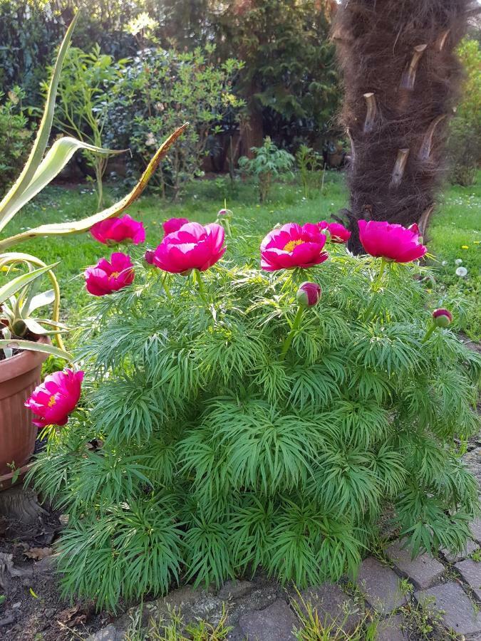 B&B Gloria Gallarate Buitenkant foto
